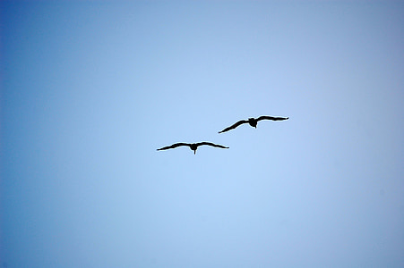 two flying black birds thumbnail