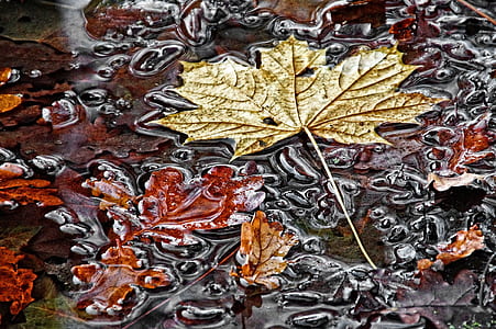 brown maple leaves thumbnail