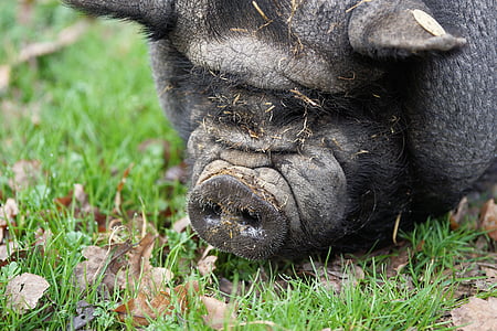 black pig lying on grass during daytime thumbnail