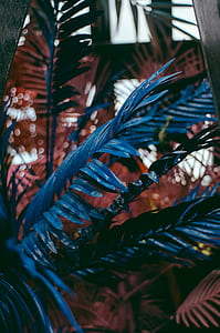 blue leafed plant thumbnail