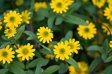Sanvitalia Procumbens, Hussar Button thumbnail