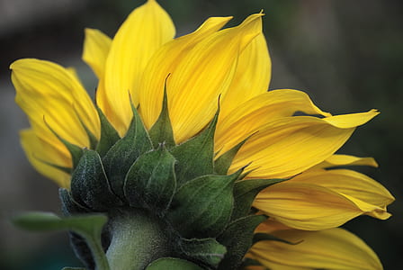 closeup photo of sunflower thumbnail