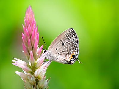 selective focus photography of Eastern blue tailed butterfly perched on pink flower bud thumbnail