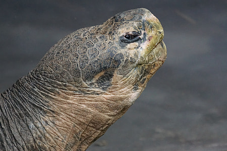 Giant Tortoise, Galápagos Giant Tortoise thumbnail