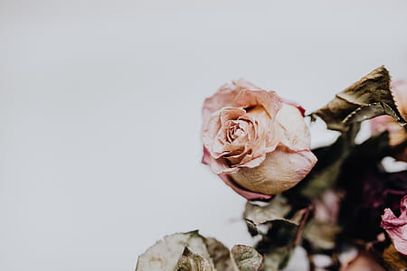 Dried pink roses thumbnail