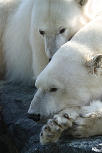 two polar bears thumbnail