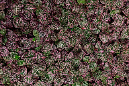 maroon and green leaves thumbnail