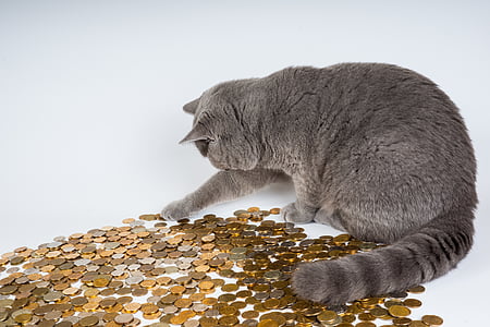 adult gray cat playing with coins thumbnail