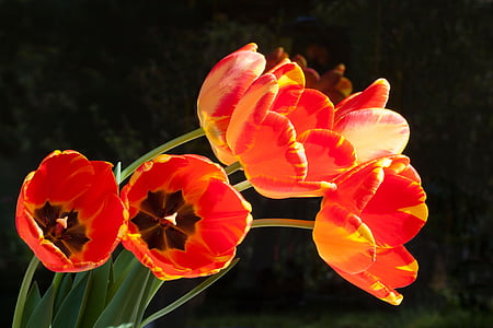 cred petaled flower thumbnail