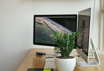 potted green plant on brown table thumbnail