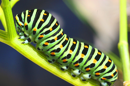 closeup photography of green, black and yellow caterpillar on yellow tree branch thumbnail