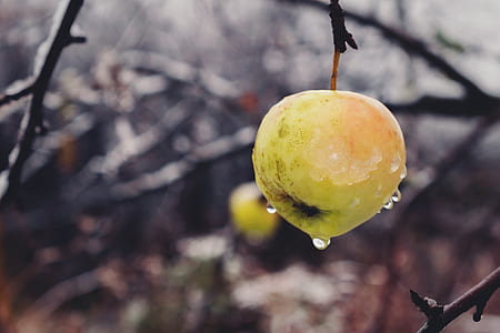 wet green apple thumbnail