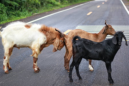 three goats on road thumbnail
