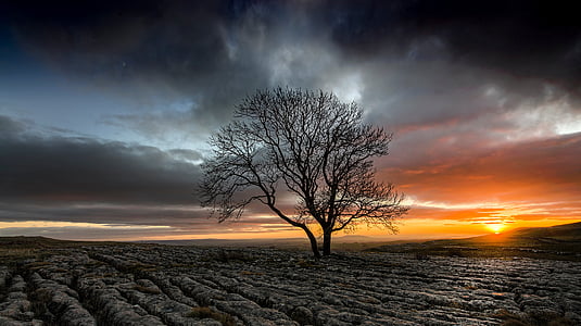 bare tree on plain during sunset thumbnail