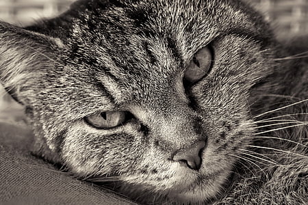 gray tabby cat thumbnail