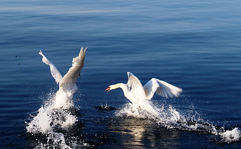 time lapse photography of two mute swans on water thumbnail