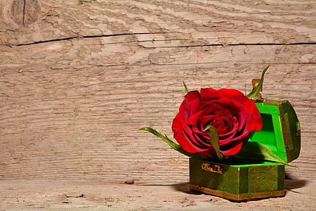 red rose on chest box thumbnail