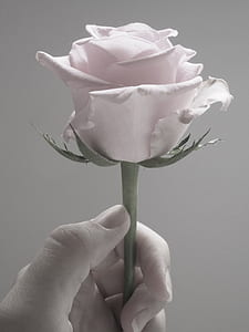 person holding white rose thumbnail