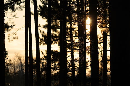 photography of trees thumbnail