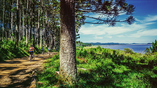 person riding bike in between trees near body of water thumbnail