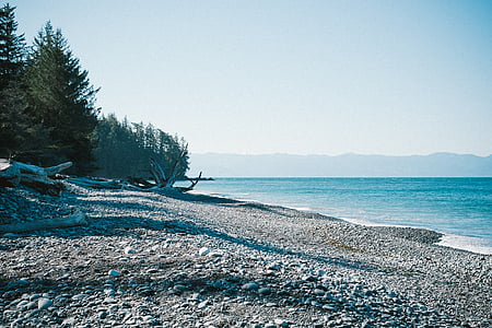 body of water near tree during daytime thumbnail