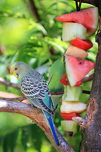 blue and white budgerigar perched on tree trunk thumbnail