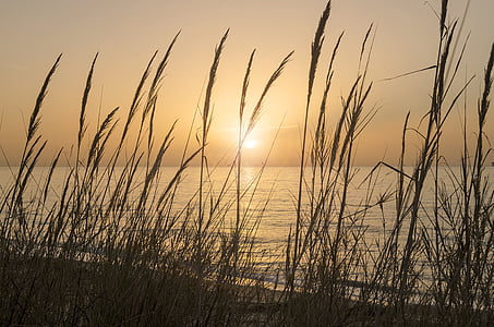 brown grass near seashore during golden hour thumbnail