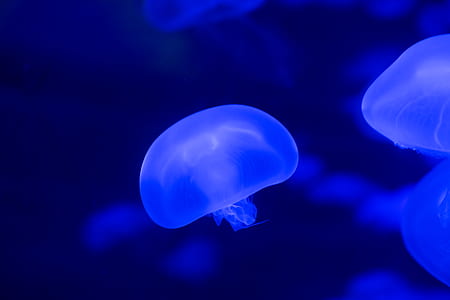 Closeup Photo of Jellyfish thumbnail