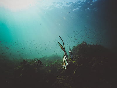 three clownfish at daytime thumbnail