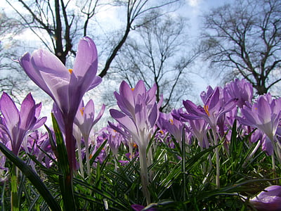 selective focus photography of purple crocus flower thumbnail