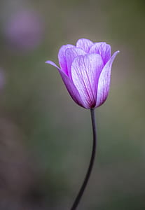 purple petaled flower in close up photography thumbnail