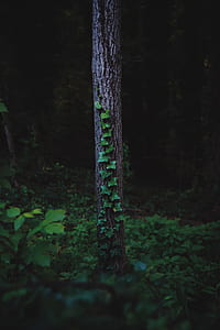 green leaves on brown tree trunk thumbnail