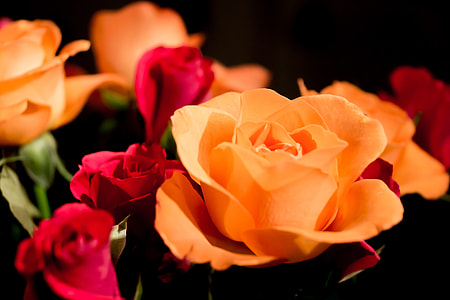 orange and red rose bouquet closed up shoot thumbnail