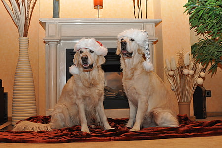 two adult golden retriever on focus photo thumbnail