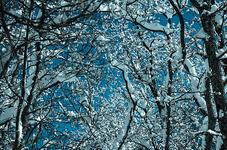 white snow on trees thumbnail