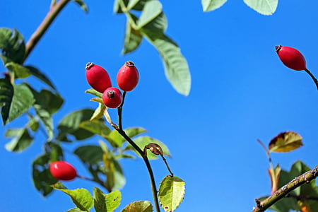 red fruited tree thumbnail