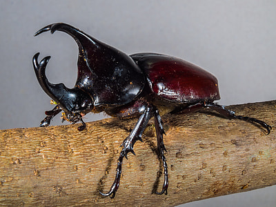 Tropical Beetles, Rhinoceros Beetle thumbnail