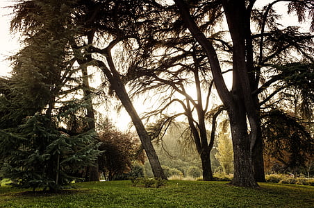 trees near green bushes thumbnail