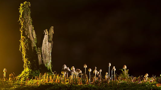 macro photo of brown mushrooms thumbnail