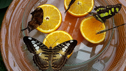 butterflies perched on sliced oranges thumbnail