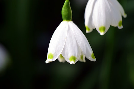 Leucojum Vernum, Snowflake thumbnail