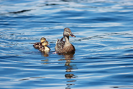three brown and gray ducks on blue body of water thumbnail