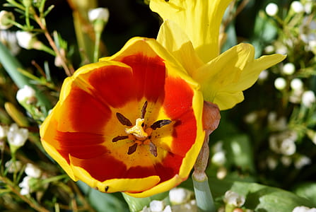 red and yellow tulip thumbnail