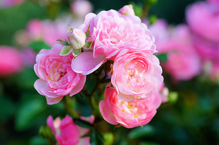 selective focus photography of pink peony flowers thumbnail