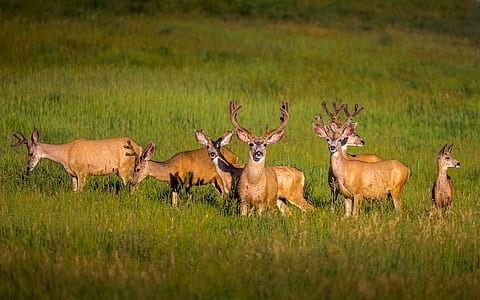 photographed of group of brown deer thumbnail