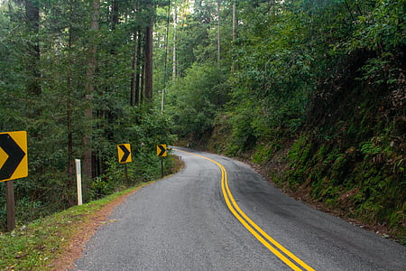 roadway beside trees thumbnail