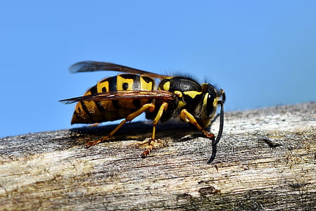 black and yellow bee on top of wood thumbnail