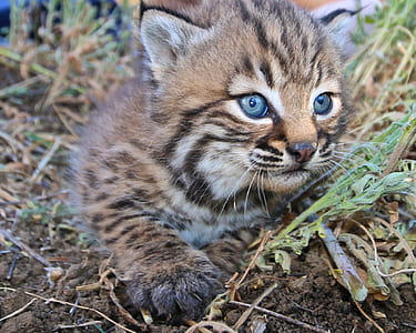 black and brown cat on soil thumbnail