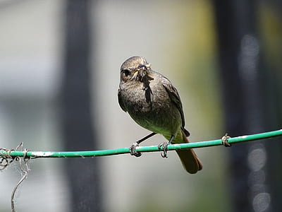 selective photography of gray bird thumbnail