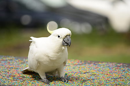 white cockatiel during daytime shallow focus photography thumbnail